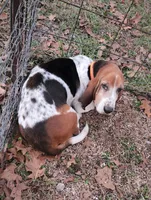 Merle , a male Basset Hound for sale in Ava, MO – Photo 3 of 4