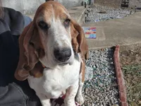 Merle , a male Basset Hound for sale in Ava, MO – Photo 4 of 4