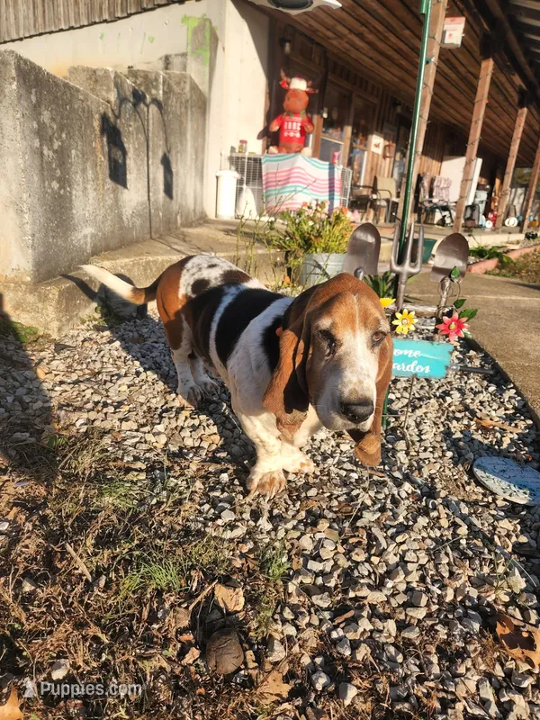 Merle  – Basset Hound puppy for sale in Ava, MO