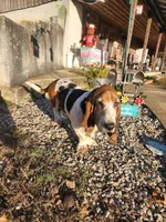 Merle , a male Basset Hound for sale in Ava, MO – Photo 1 of 4
