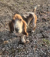 Merle , a male Basset Hound for sale in Ava, MO – Photo 2 of 4
