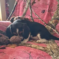 Marry, a female Basset Hound and Beagle for sale in Ava, MO – Photo 2 of 6