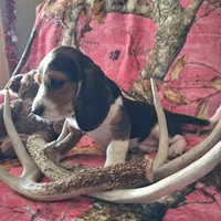 Marry, a female Basset Hound and Beagle for sale in Ava, MO – Photo 3 of 6