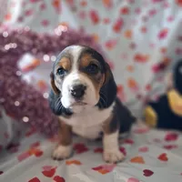 Marry, a female Basset Hound and Beagle for sale in Ava, MO – Photo 4 of 6