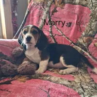 Marry, a female Basset Hound and Beagle for sale in Ava, MO – Photo 1 of 6