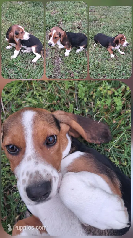 Marry – Basset Hound, Beagle puppy for sale in Ava, MO