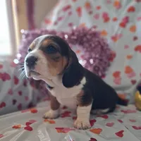 Marry, a female Basset Hound and Beagle for sale in Ava, MO – Photo 6 of 6