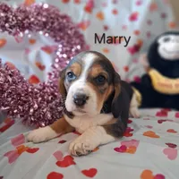 Marry, a female Basset Hound and Beagle for sale in Ava, MO – Photo 5 of 6