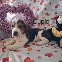 Cupid, a male Basset Hound and Beagle for sale in Ava, MO – Photo 4 of 5