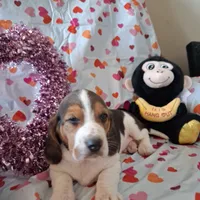 Cupid, a male Basset Hound and Beagle for sale in Ava, MO – Photo 5 of 5