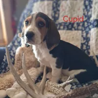 Cupid, a male Basset Hound and Beagle for sale in Ava, MO – Photo 1 of 5