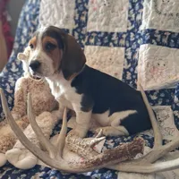 Cupid, a male Basset Hound and Beagle for sale in Ava, MO – Photo 3 of 5