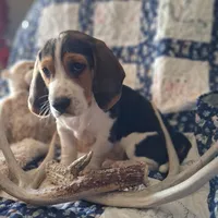 Cupid, a male Basset Hound and Beagle for sale in Ava, MO – Photo 2 of 5