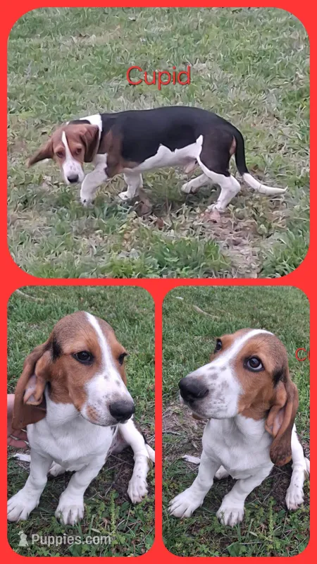 Cupid – Basset Hound, Beagle puppy for sale in Ava, MO