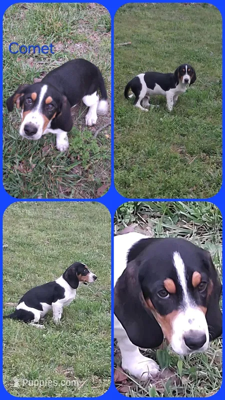 Comet – Basset Hound, Beagle puppy for sale in Ava, MO