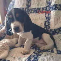 Comet, a male Basset Hound and Beagle for sale in Ava, MO – Photo 2 of 5