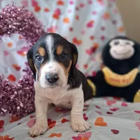 Comet, a male Basset Hound and Beagle for sale in Ava, MO – Photo 5 of 5