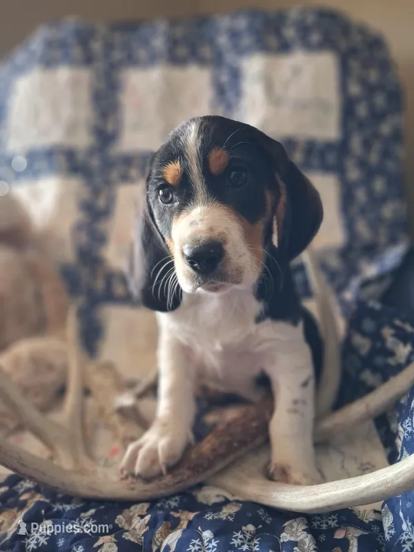 Comet – Basset Hound, Beagle puppy for sale in Ava, MO