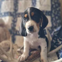 Comet, a male Basset Hound and Beagle for sale in Ava, MO – Photo 1 of 5