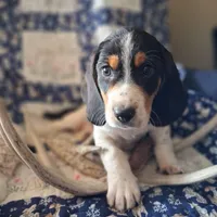 Comet, a male Basset Hound and Beagle for sale in Ava, MO – Photo 3 of 5