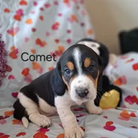 Comet, a male Basset Hound and Beagle for sale in Ava, MO – Photo 4 of 5