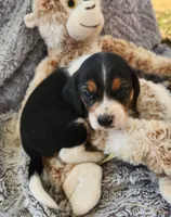 Sam, a male Beagle for sale in Ava, MO – Photo 4 of 5