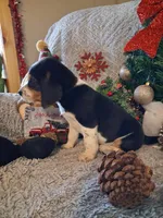 Sam, a male Beagle for sale in Ava, MO – Photo 3 of 5