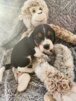 Sam, a male Beagle for sale in Ava, MO – Photo 5 of 5