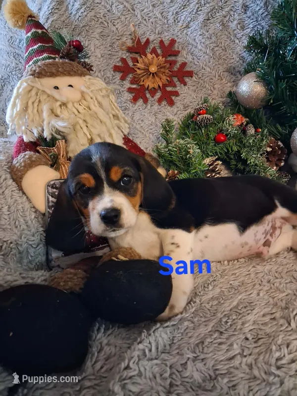 Sam