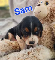 Sam, a male Beagle for sale in Ava, MO – Photo 2 of 5