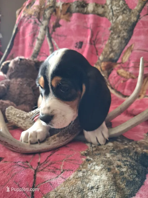 Joy – Basset Hound, Beagle puppy for sale in Ava, MO