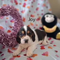 Joy, a female Basset Hound and Beagle for sale in Ava, MO – Photo 5 of 5