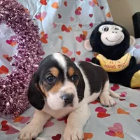 Joy, a female Basset Hound and Beagle for sale in Ava, MO – Photo 4 of 5