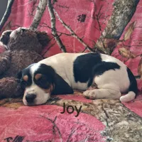 Joy, a female Basset Hound and Beagle for sale in Ava, MO – Photo 2 of 5