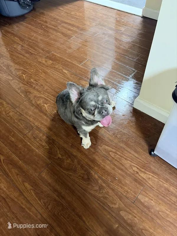 Royal Reign , a female French Bulldog for sale in Bayonne, NJ – Photo 1 of 2
