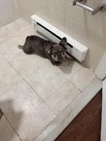 Royal Reign , a female French Bulldog for sale in Bayonne, NJ – Photo 2 of 2