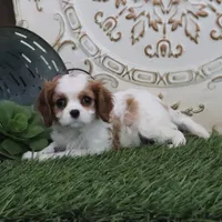 Josefina, a female Cavalier King Charles Spaniel for sale in Charm, OH – Photo 5 of 7