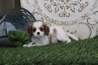 processed/a9ee9470-569d-400c-952a-49a4b8ea71ec/listing/005e669b-fbed-4fe5-b427-ae582437b9ec/0441aa41-fe48-4fec-942e-882b2a7e5607