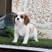 Josefina, a female Cavalier King Charles Spaniel for sale in Charm, OH – Photo 2 of 7