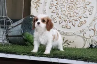 processed/a9ee9470-569d-400c-952a-49a4b8ea71ec/listing/005e669b-fbed-4fe5-b427-ae582437b9ec/18147376-95d1-4e46-b2fd-32a30d7bda8a