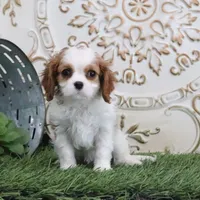 Josefina, a female Cavalier King Charles Spaniel for sale in Charm, OH – Photo 4 of 7