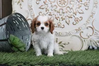 processed/a9ee9470-569d-400c-952a-49a4b8ea71ec/listing/005e669b-fbed-4fe5-b427-ae582437b9ec/4b85052a-6f35-437a-b6f7-c6e00fb1f00c