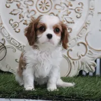 Josefina, a female Cavalier King Charles Spaniel for sale in Charm, OH – Photo 6 of 7