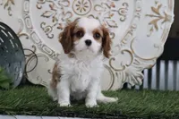 processed/a9ee9470-569d-400c-952a-49a4b8ea71ec/listing/005e669b-fbed-4fe5-b427-ae582437b9ec/607d10a7-dd15-4fd5-beeb-3a7cef48f0ad