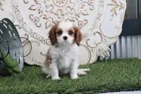 processed/a9ee9470-569d-400c-952a-49a4b8ea71ec/listing/005e669b-fbed-4fe5-b427-ae582437b9ec/95db3183-2787-4074-913e-626bf6399919