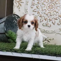Josefina, a female Cavalier King Charles Spaniel for sale in Charm, OH – Photo 3 of 7