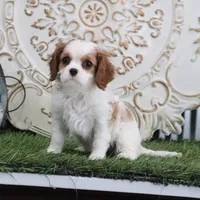 Josefina, a female Cavalier King Charles Spaniel for sale in Charm, OH – Photo 1 of 7