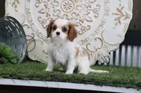 processed/a9ee9470-569d-400c-952a-49a4b8ea71ec/listing/005e669b-fbed-4fe5-b427-ae582437b9ec/9f122839-294d-4ec1-bfb5-3bb8339a3912