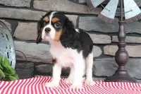 Dottie, a female Cavalier King Charles Spaniel for sale in Charm, OH – 2 of 7