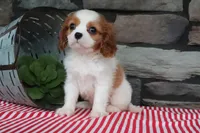 Otis, a male Cavalier King Charles Spaniel for sale in Charm, OH – 5 of 5